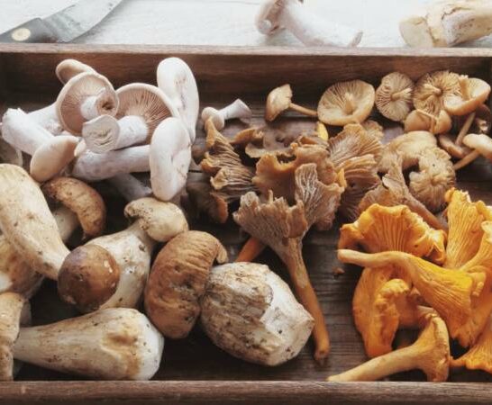 How Mushrooms Are Graded