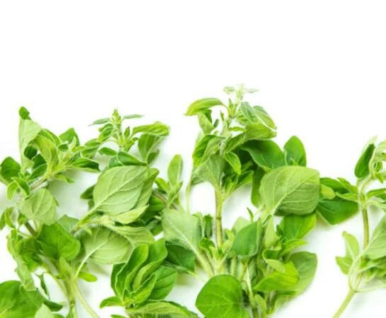 Is Fresh Oregano Meant To Be Pungent? – The Answer!