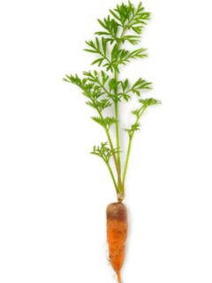 Can You Eat Carrots That Have Sprouted