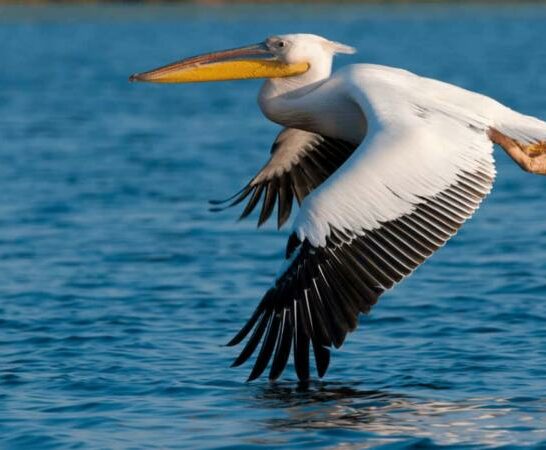 Can You Eat Pelican? Well…