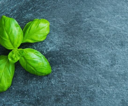Can You Eat Basil That Has Turned Black? Let’s Find Out!