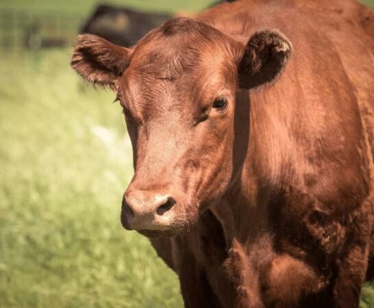 Does Grass Fed Beef Smell Different? Read This!