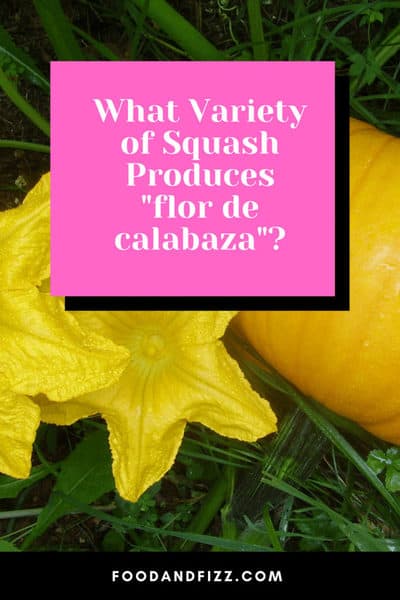 What Variety of Squash Produces flor de calabaza