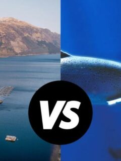 Scottish Salmon vs Atlantic Salmon