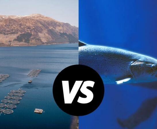 Scottish Salmon vs Atlantic Salmon – What’s the Difference?