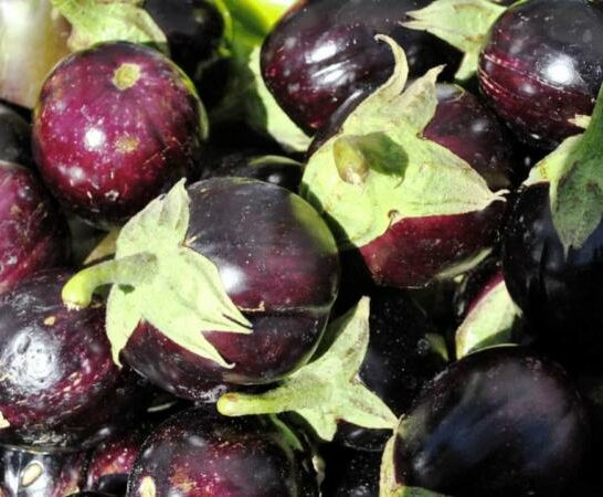 What Can I Do With Under-Ripe Eggplant? More Than You Think!