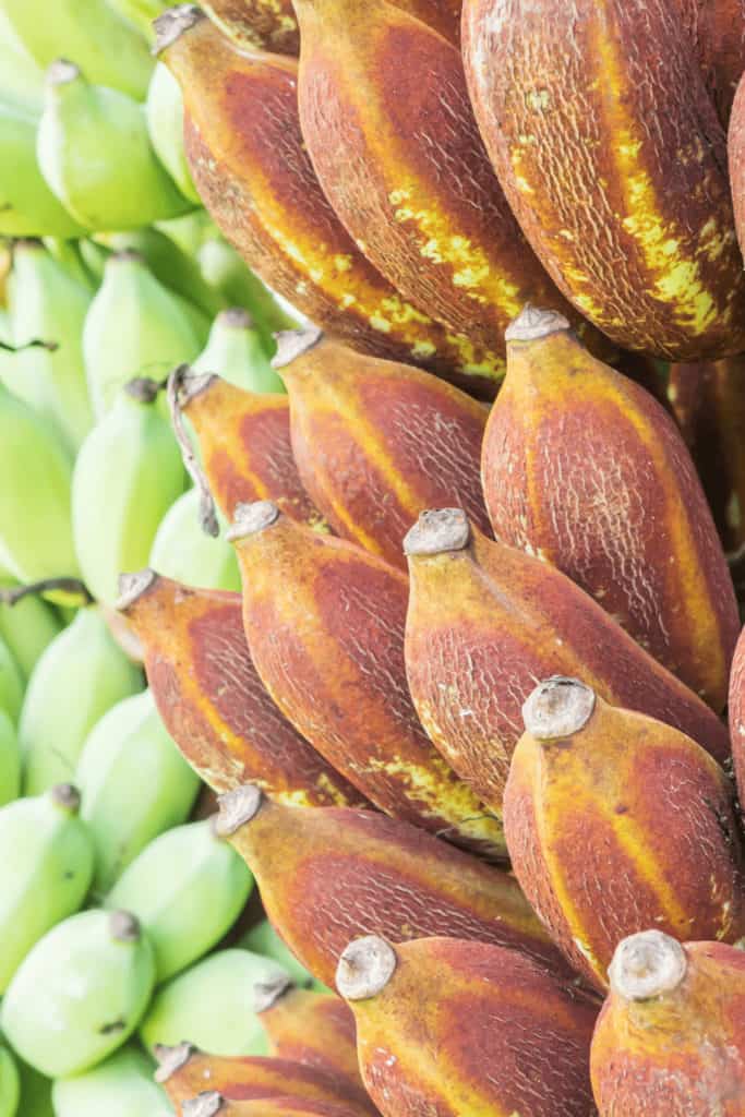 Bananas contain high levels of ethylene and are therefore ripening fast