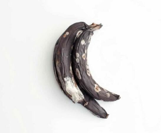Moldy Bananas – Remember This!