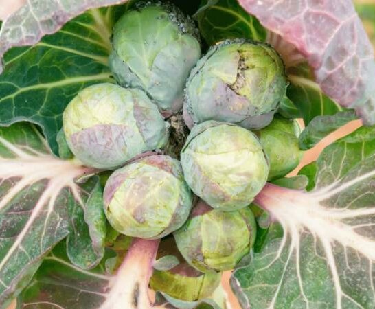 Why Are Brussels Sprouts Pink Inside?