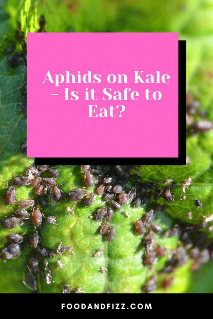 Aphids on Kale - Is it Safe to Eat?