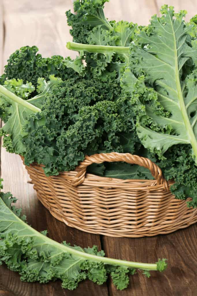 Eating kale that as bugs on it is safe to eat
