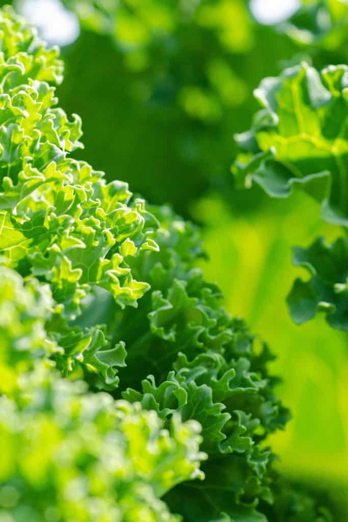 Kale that had aphids on it is safe to eat