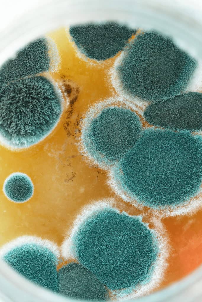 Some mold spores are killed by temperatures above 140-160°F but not all of them
