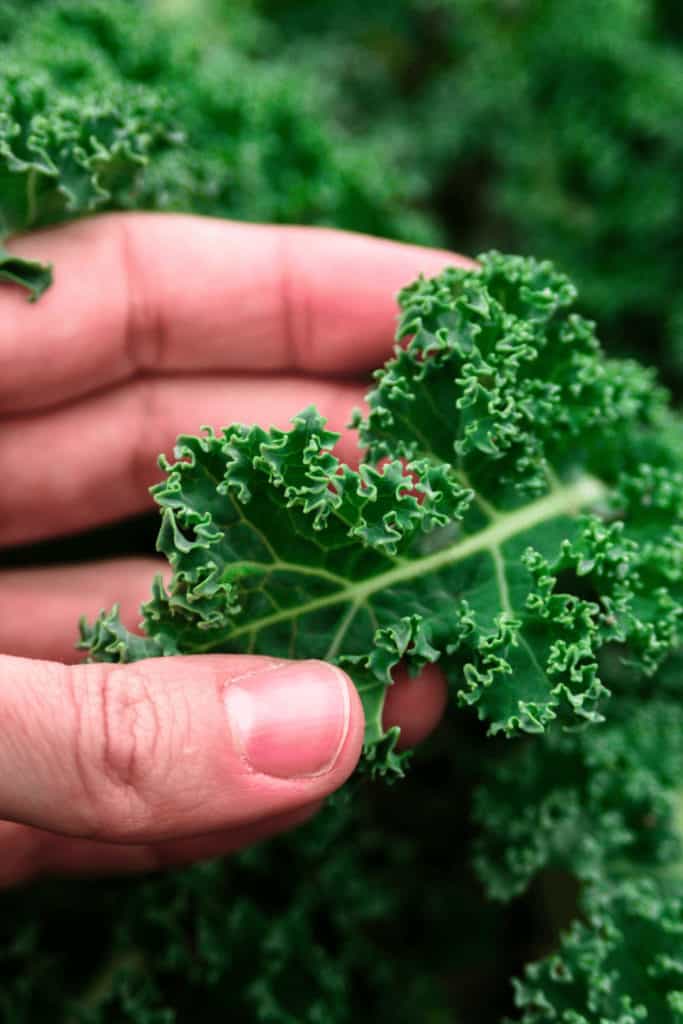 The only damage aphids will do is to lower the harvest of kale