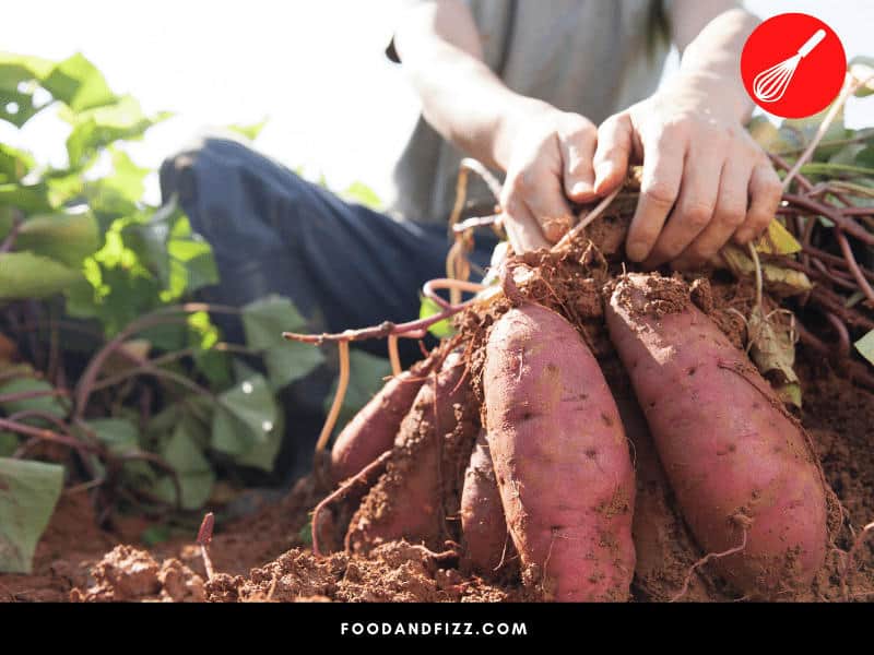 A lot of environmental factors affect the growth of crops like sweet potatoes.