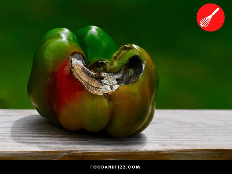 Anthracnose is a fungal infection that affects plants, especially bell peppers, tomatoes and eggplant.