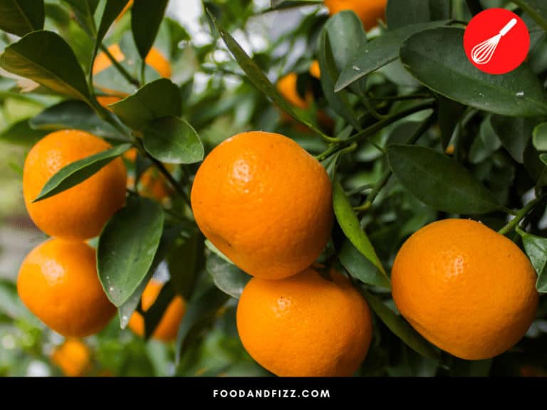 Green Spots On Mandarin Oranges - The #1 Best Truth