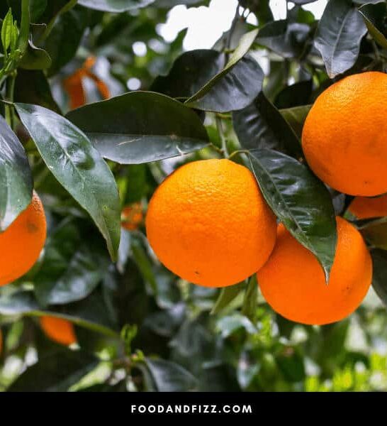 Do Oranges Continue to Ripen After Being Picked?#1 Best Fact