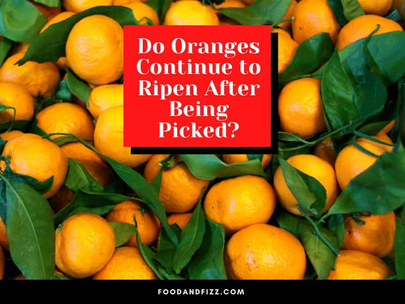 Do Oranges Continue to Ripen After Being Picked?