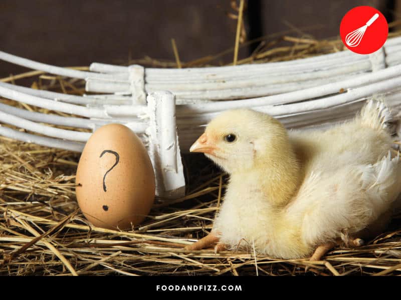 It is highly unlikely that the eggs you got from the grocery store are fertilized and will ever hatch into a chick.