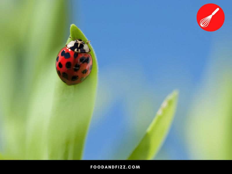 Lady bugs eat aphids so a good way of getting rid of aphids is introducing lady bugs to your plants.