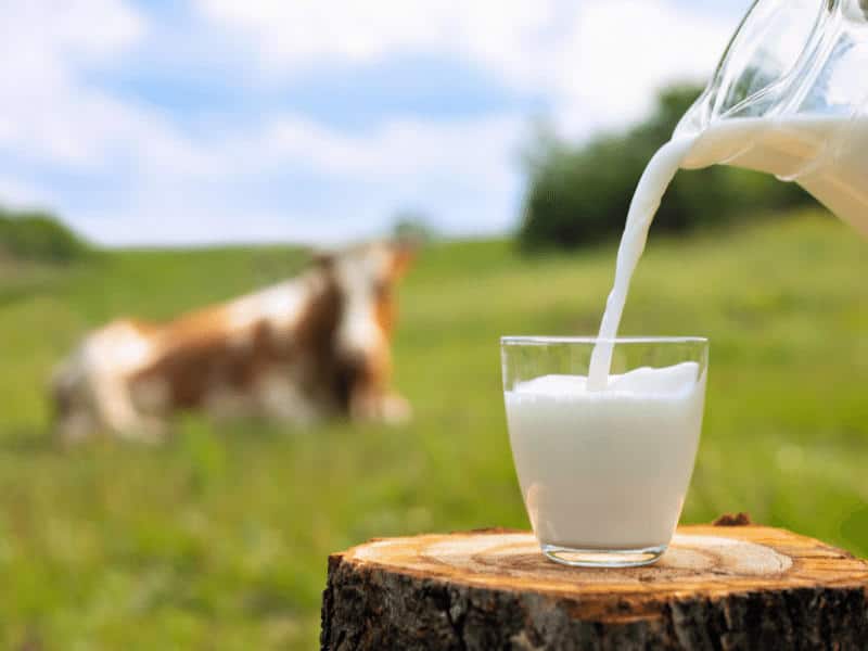 Milk has two components_ proteins and sugar (lactose)