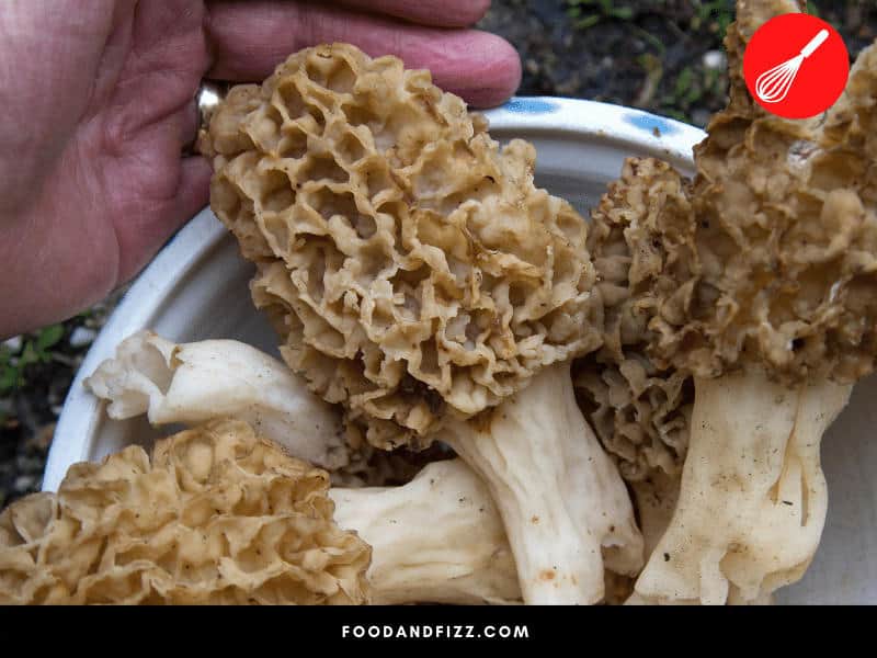 Morels do not last long after getting picked. They last on average, 3-7 days unless preserved.