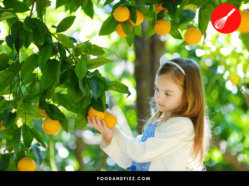 Picking your oranges at the wrong time may result to substandard quality. Too early and they are too dry, too late and they are too mushy. Getting the timing right is crucial.