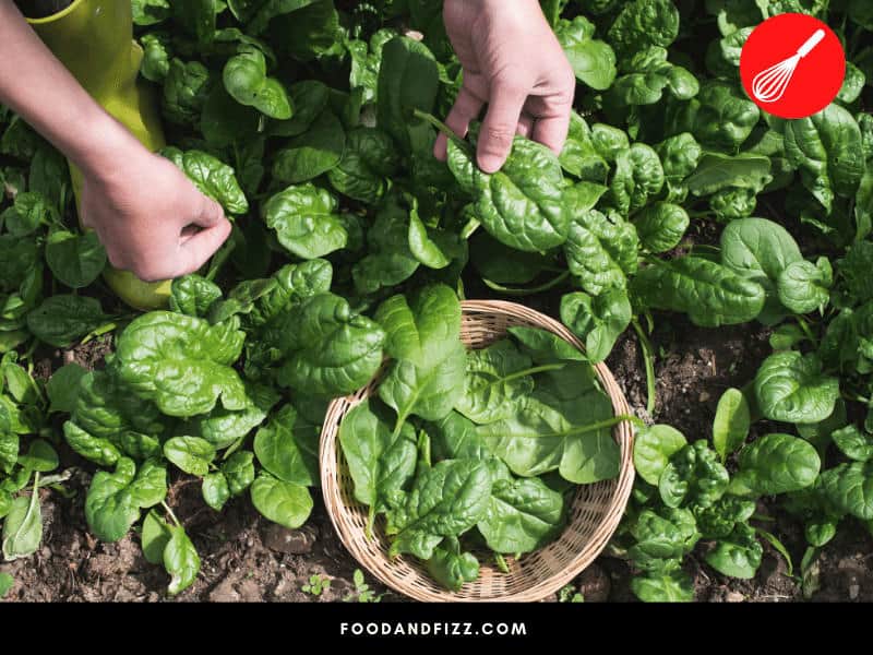 Spinach is one of the healthiest vegetables you can consume, whether raw or cooked. It boosts eye health, prevents illnesses and reduces oxidative stress.