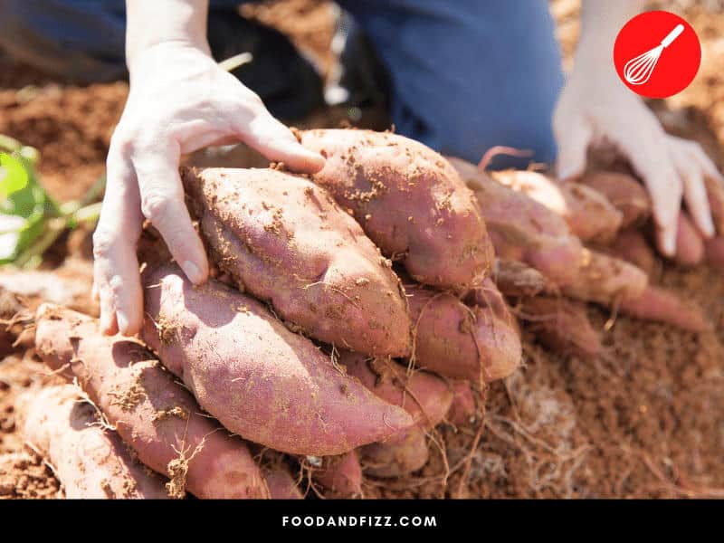 Sweet Potatoes can become spongy when they are harvested too late.