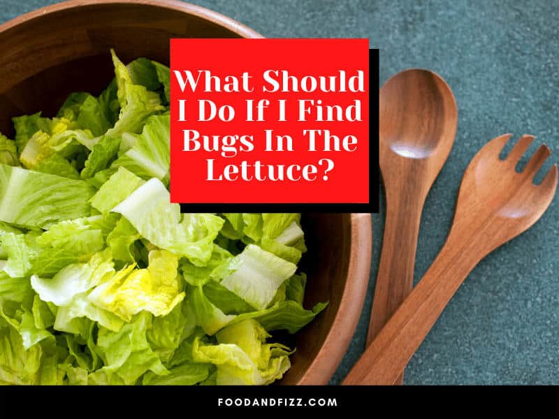 What should I do if I find bugs in lettuce?