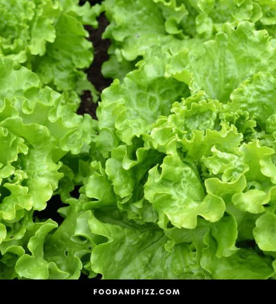 What Should I Do If I Find Bugs In The Lettuce? #1 Answer