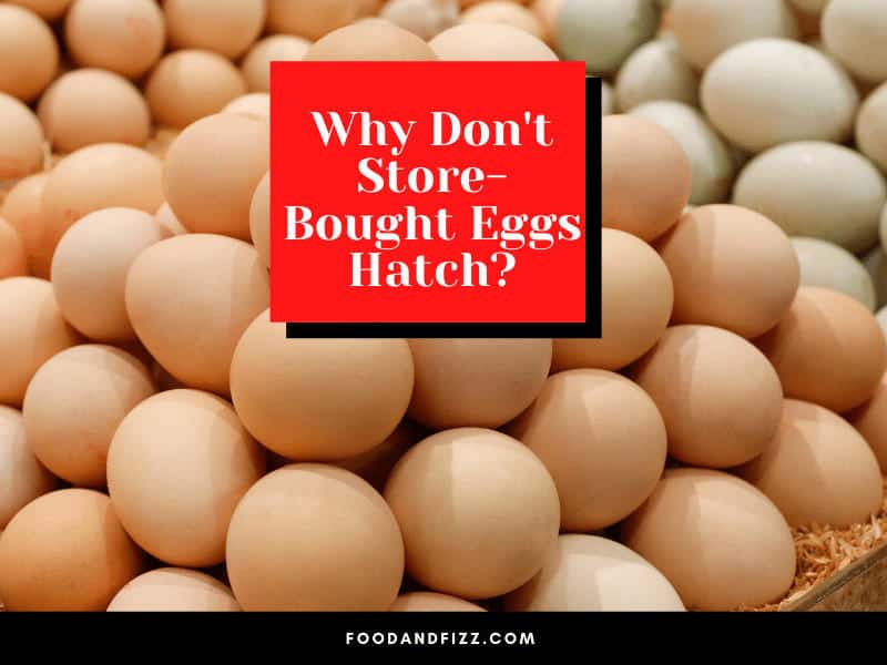 Why don't store bought eggs hatch?