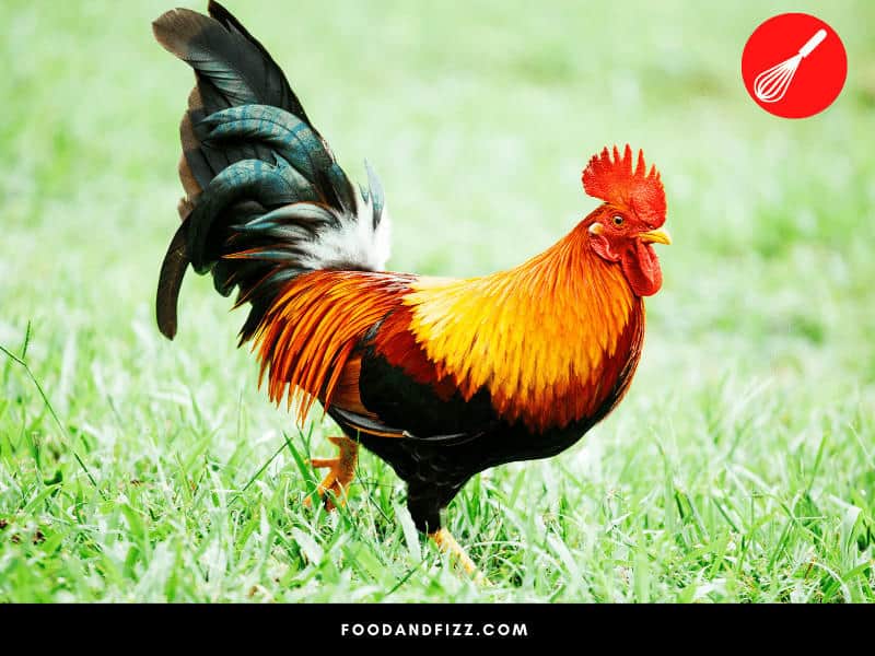 A rooster is the king of the roost and is incredibly territorial. It has rights to all the adult female chickens.