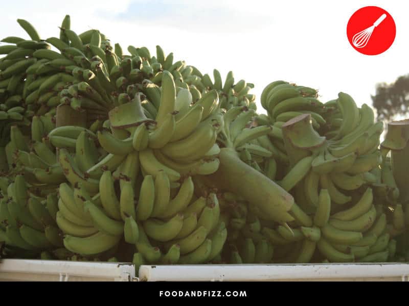 Each "bunch" of bananas can contain anywhere from three to twenty "hands", which could consist of up to 200 bananas!