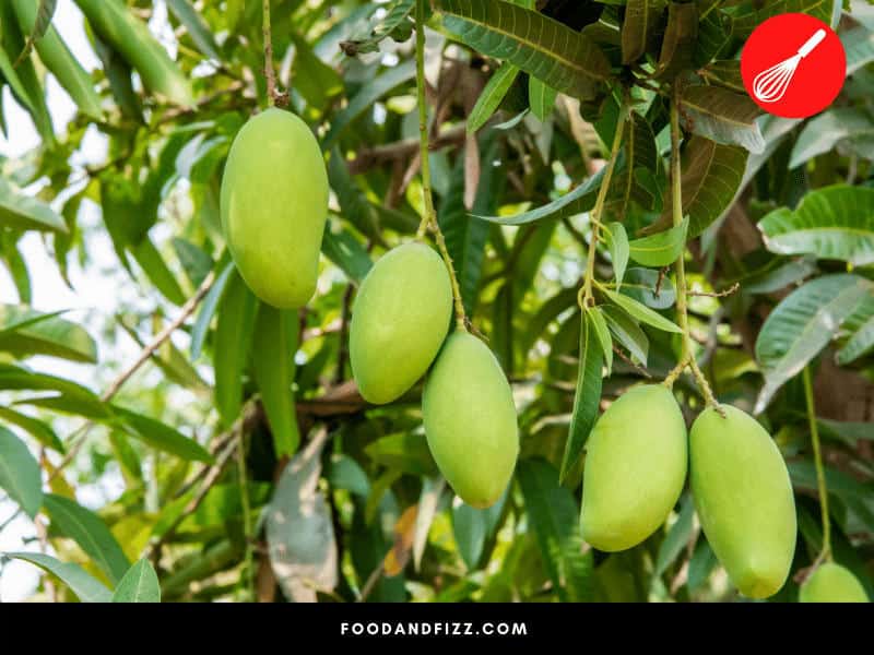 Mangoes grow best in tropical climates. The trees grow to about 30 Feet tall and can produce up to 100 mangoes in a season.