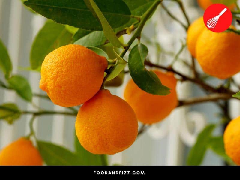 Oranges do not ripen as quickly as other fruits once picked from the tree.