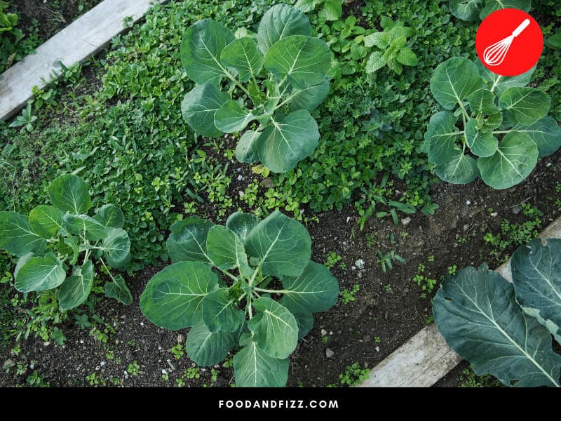 Rotating crops every season and not planting in the same vegetable bed is a good way to minimize the occurrence of problems that may cause unwanted spots in your Brussels sprouts.