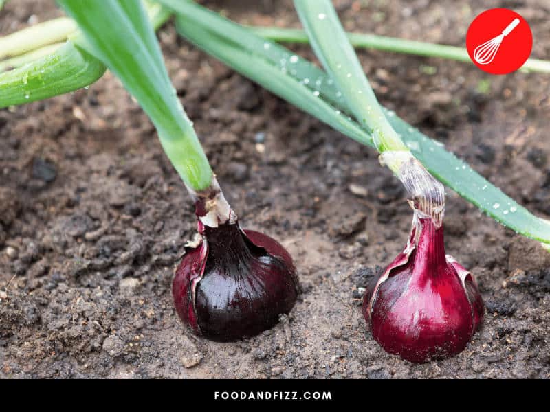 The layers in of an onion are extensions of the leaves of the plant.