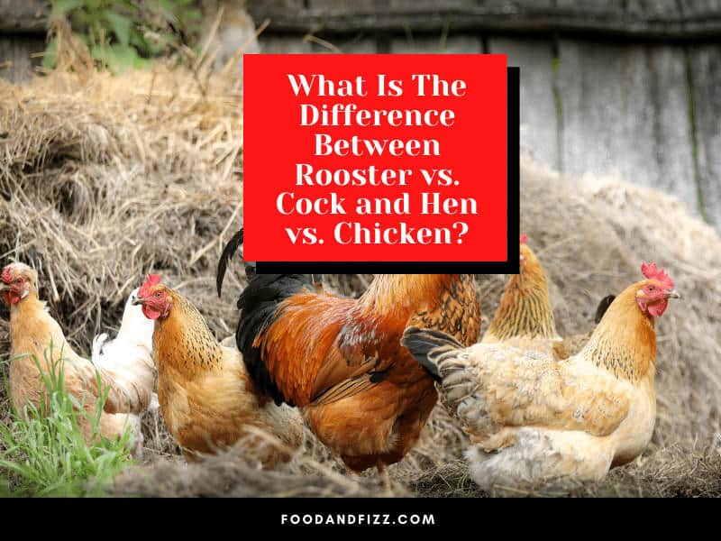 What Is The Difference Between Rooster vs. Cock and Hen vs. Chicken?