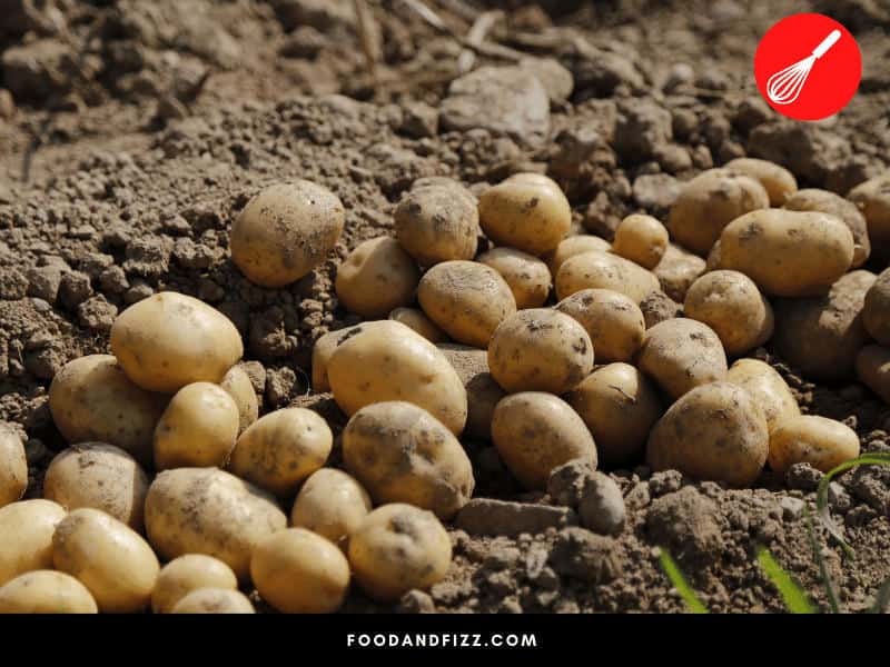 When potatoes are exposed to light, they may develop green spots because of chlorophyll. This also indicates that the plant is producing a potentially harmful compound called "solanine".