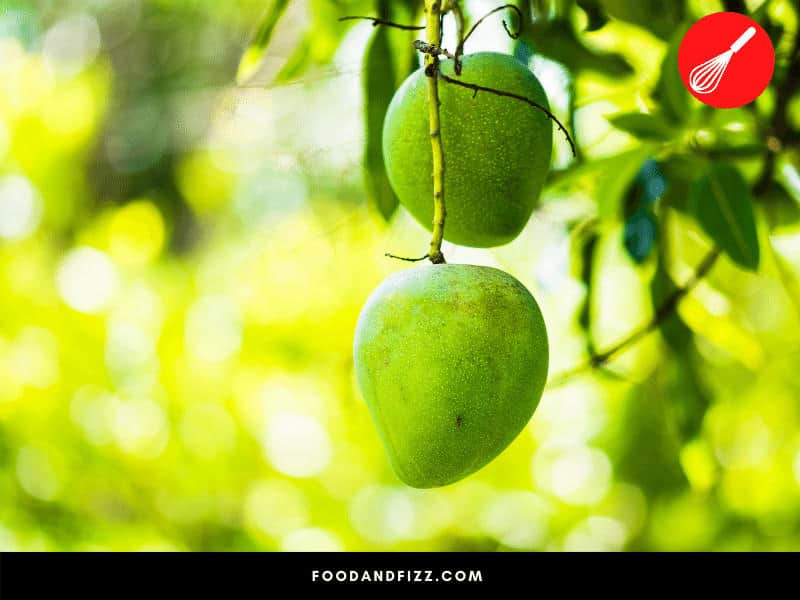 While still on the tree, the enzyme that is responsible for producing monosaccharides in mangoes remains inactive. They only activate when picked.