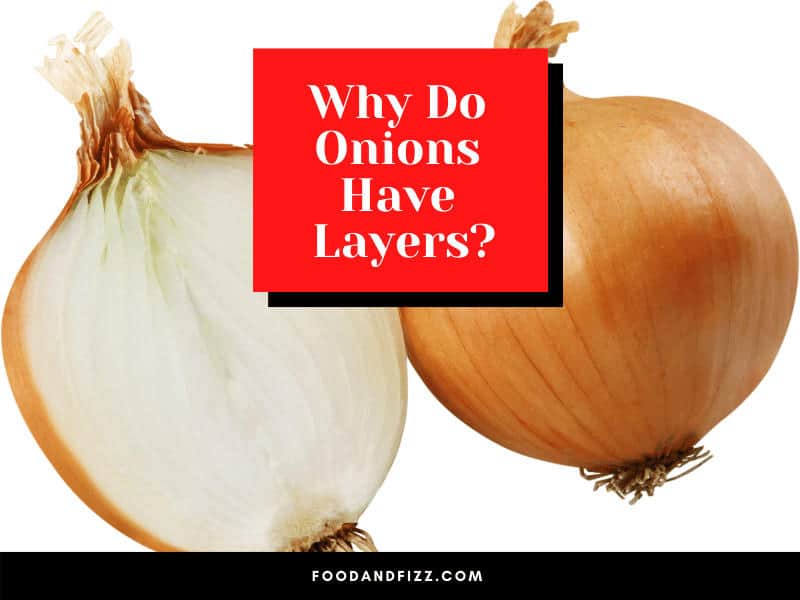 Why Do Onions Have Layers?