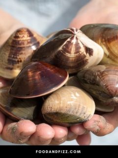 Cockles vs Clams – What is the Difference