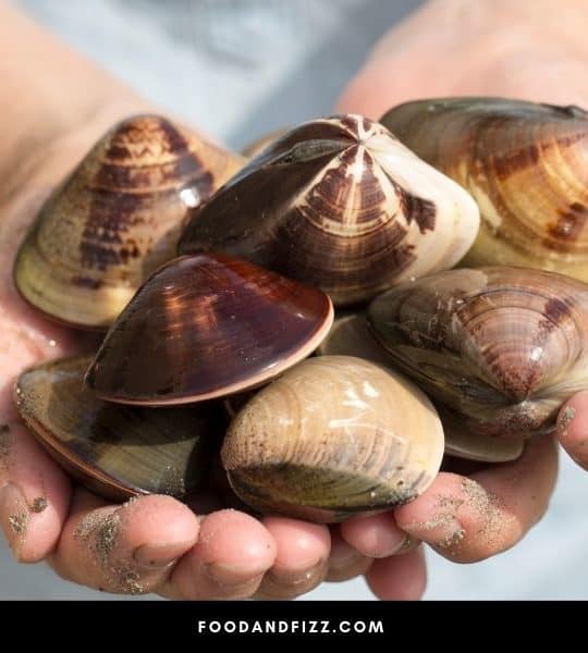 Cockles vs Clams – What is the Difference? 4 Best Answers