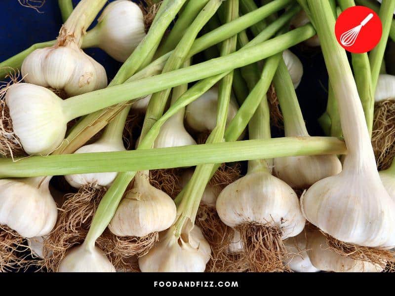 Garlic leaves are just as healthy as the bulb.