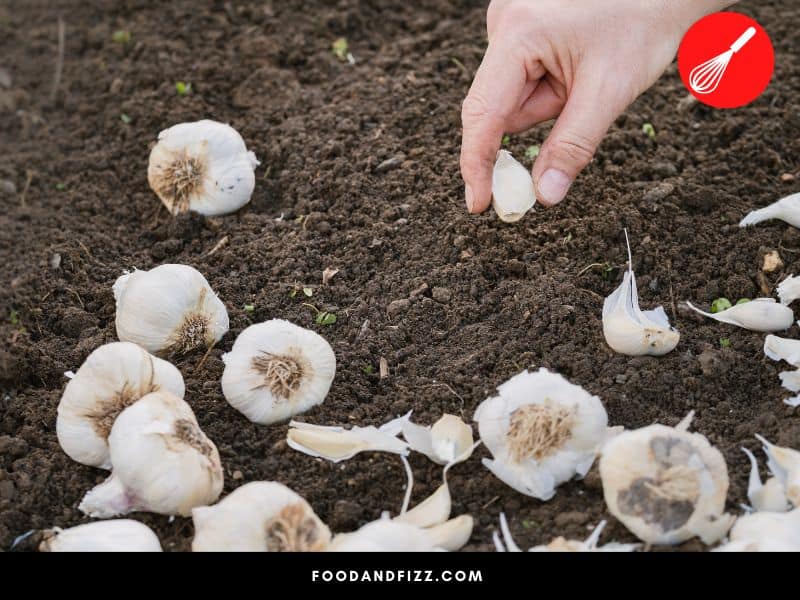 It is possible to plant your own garlic at home.