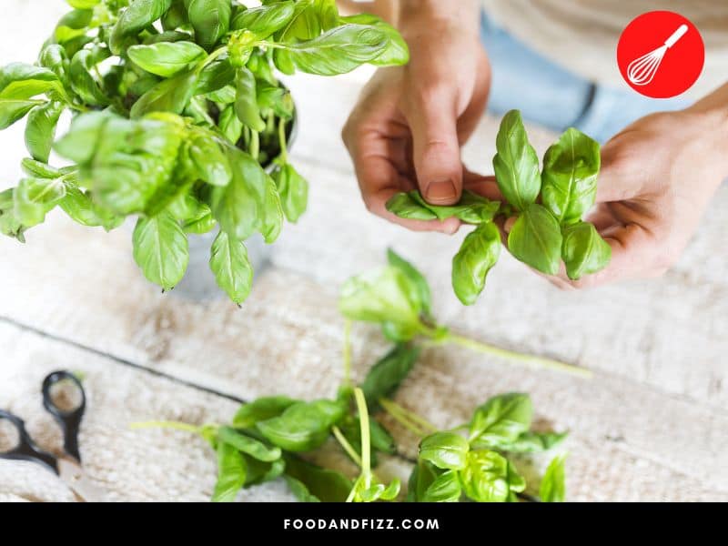 A bunch of basil contains approximately 60 sprigs of the leaves.