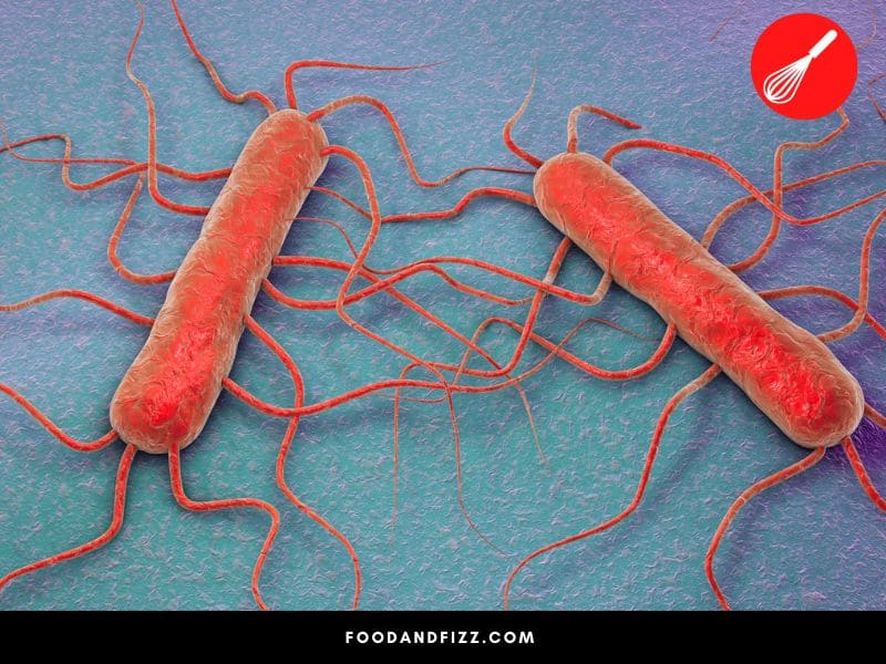 Listeria attacks the nervous system and is the most dangerous of them all. It may cause encephalopathy and meningitis.