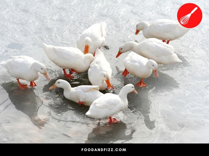 Pekin ducks are all white and are larger than wild ducks.